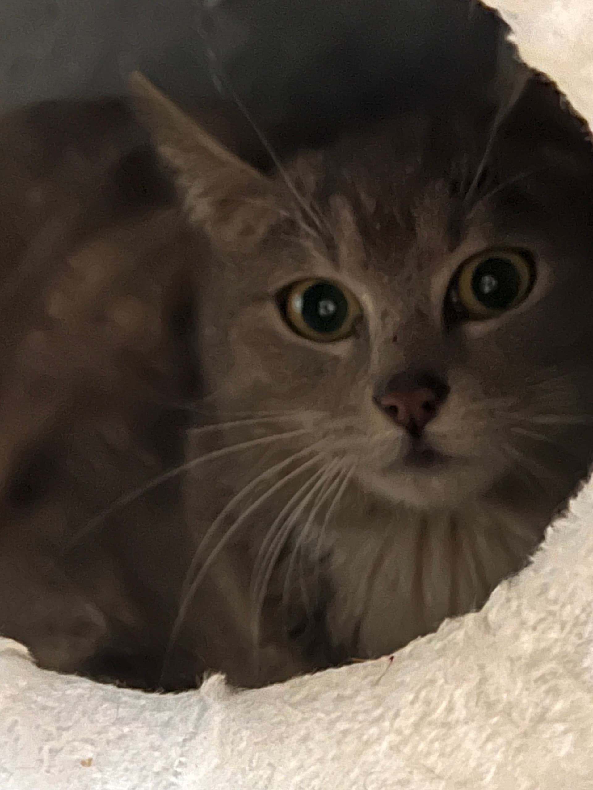 Blessing rescue photo
