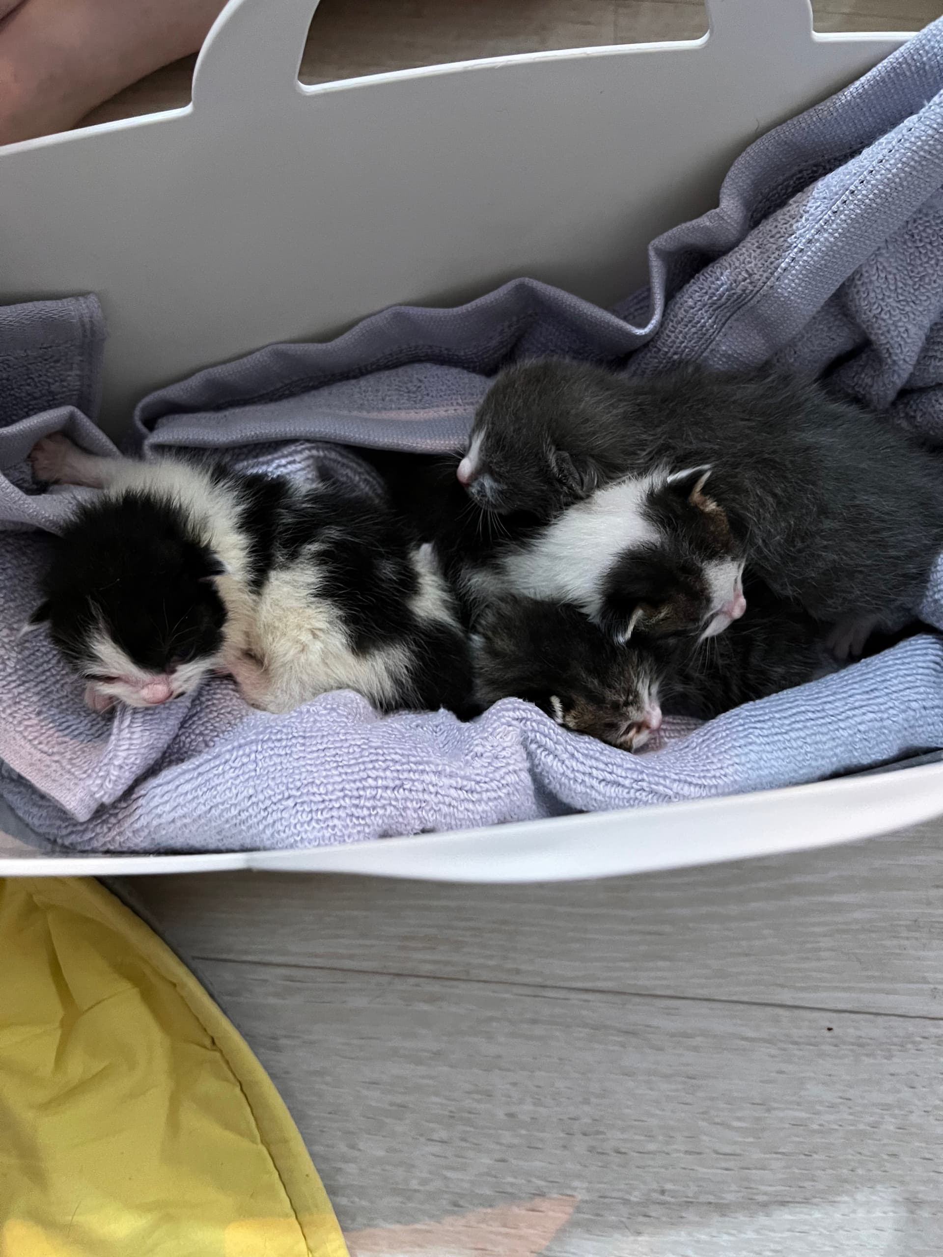 Blessing's 6 Kittens rescue photo
