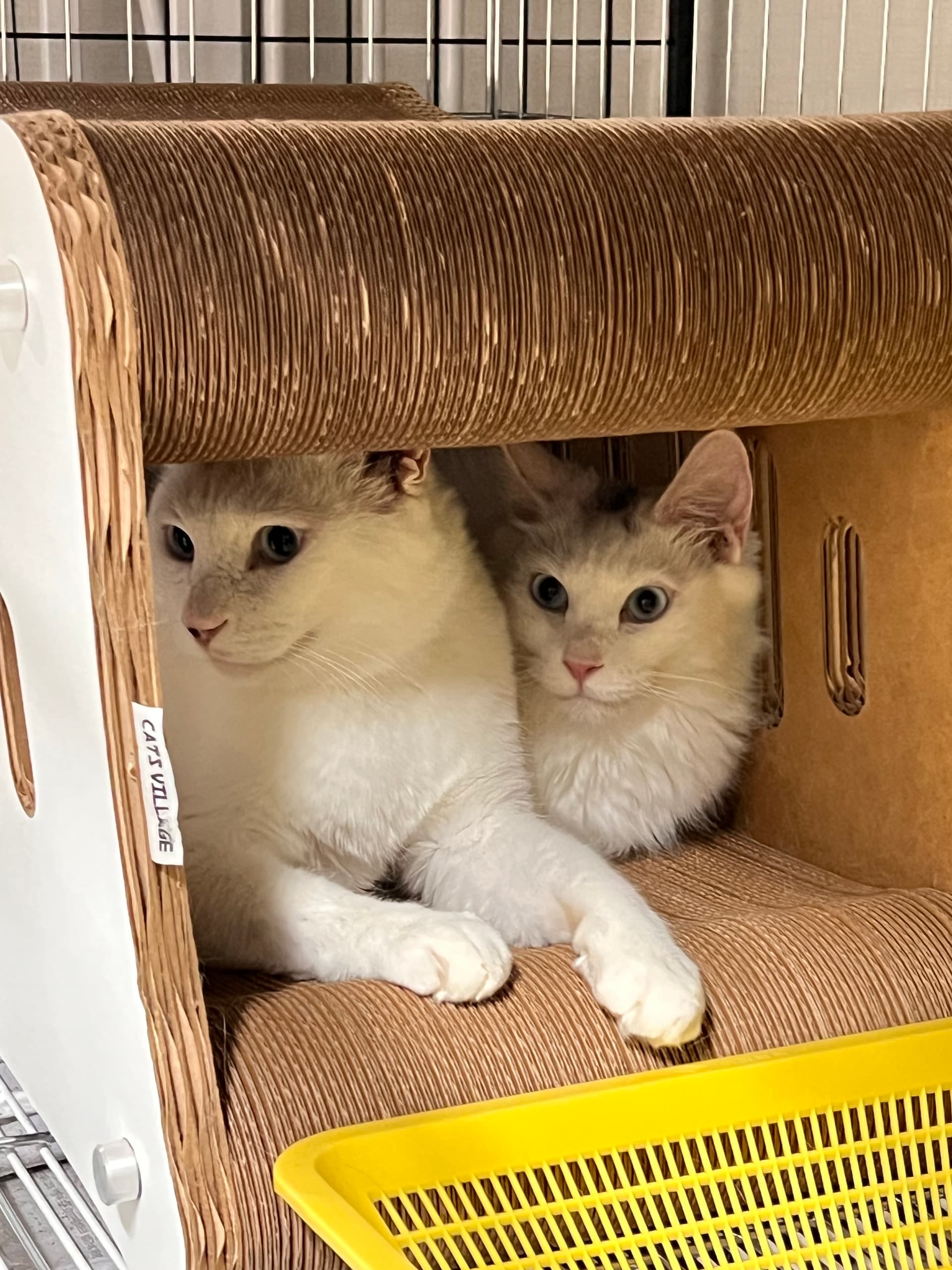 Kiwi & Busan Papa rescue photo