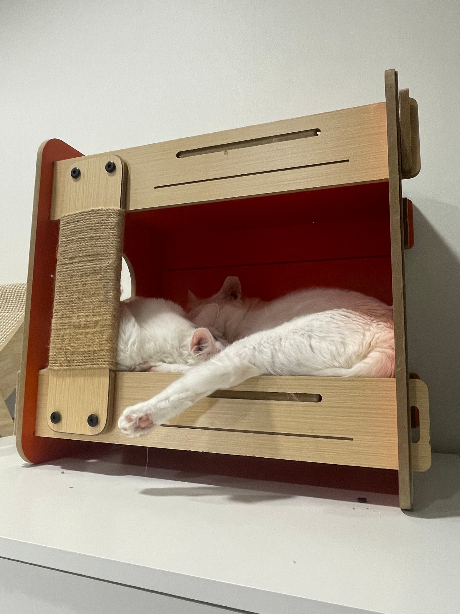 Kiwi & Busan Papa rescue photo