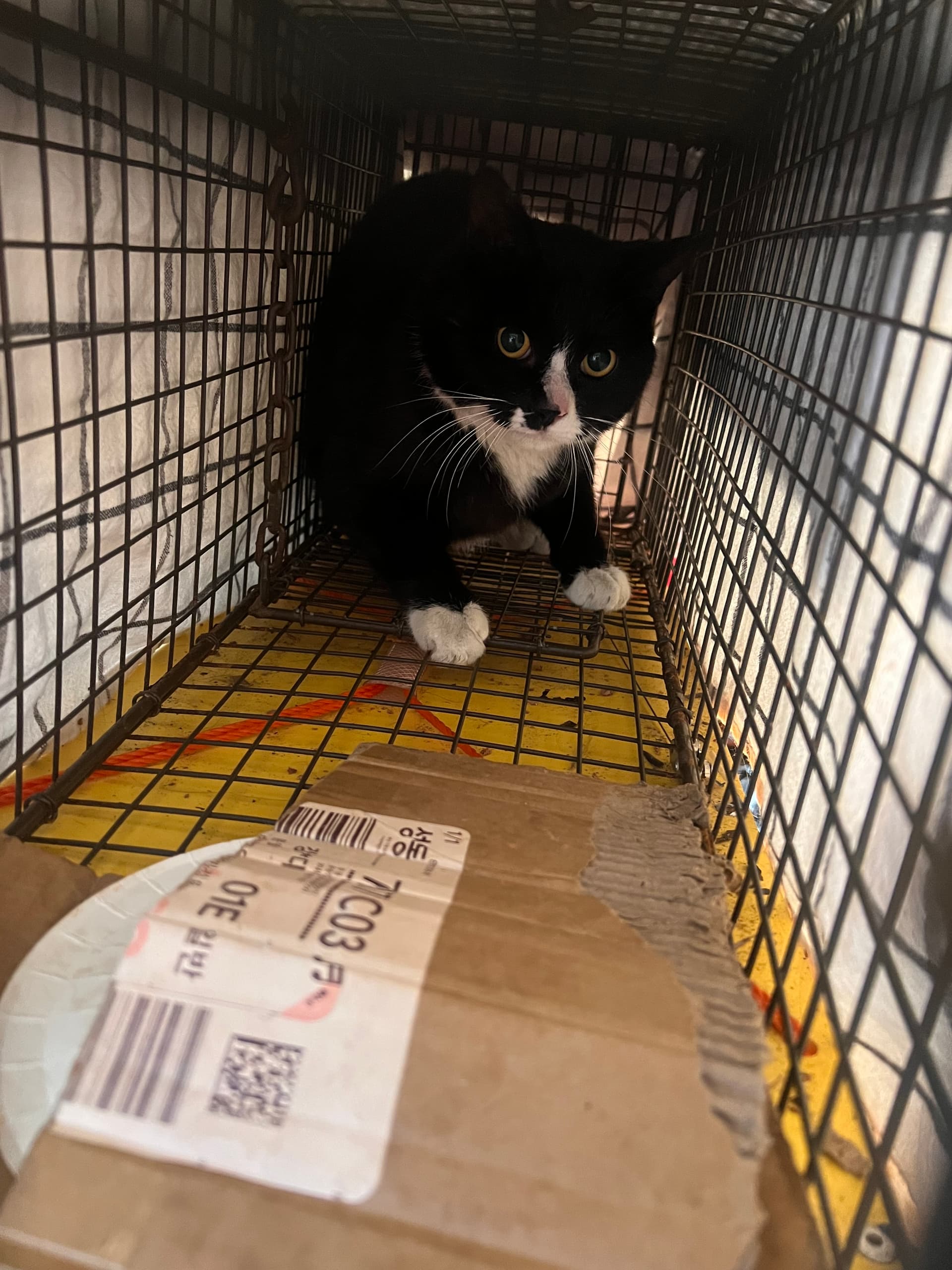 Chip rescue photo