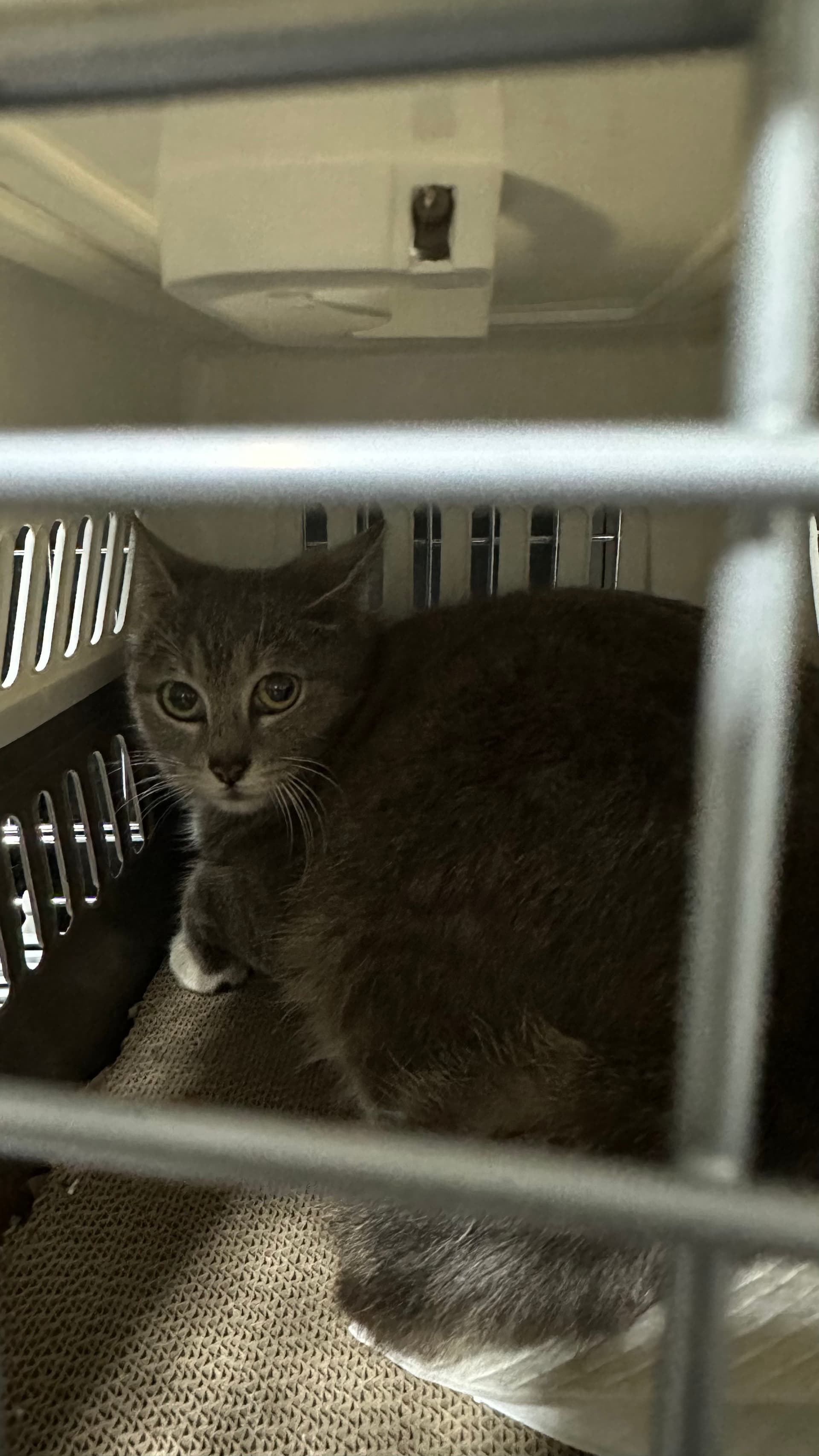 Blessing rescue photo