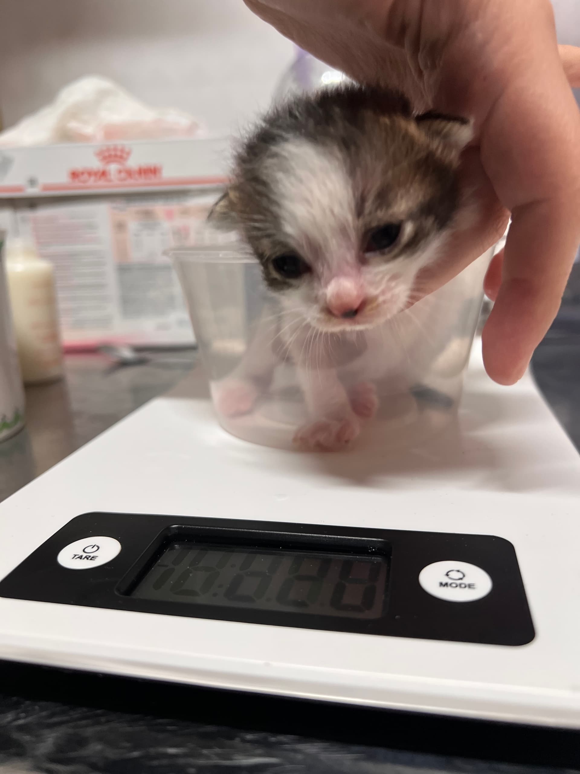 Blessing's 6 Kittens rescue photo